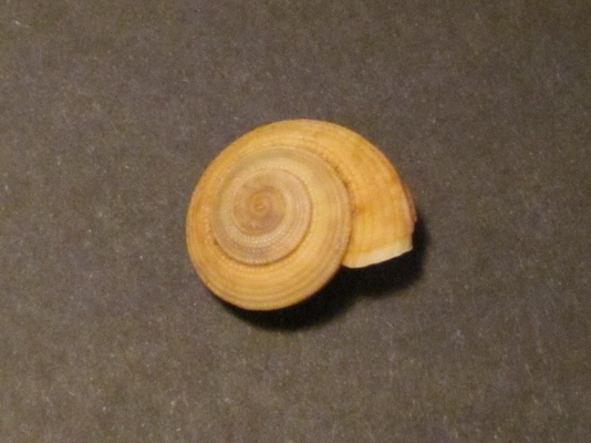 Pseudotorinia architae ?